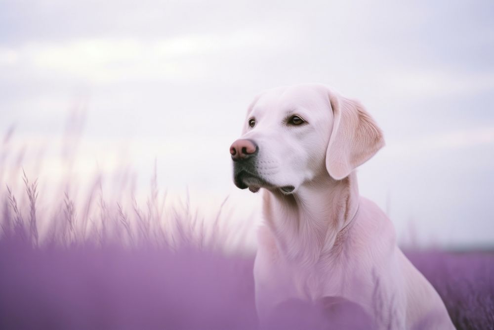 Dog sit and doubtly animal mammal purple.