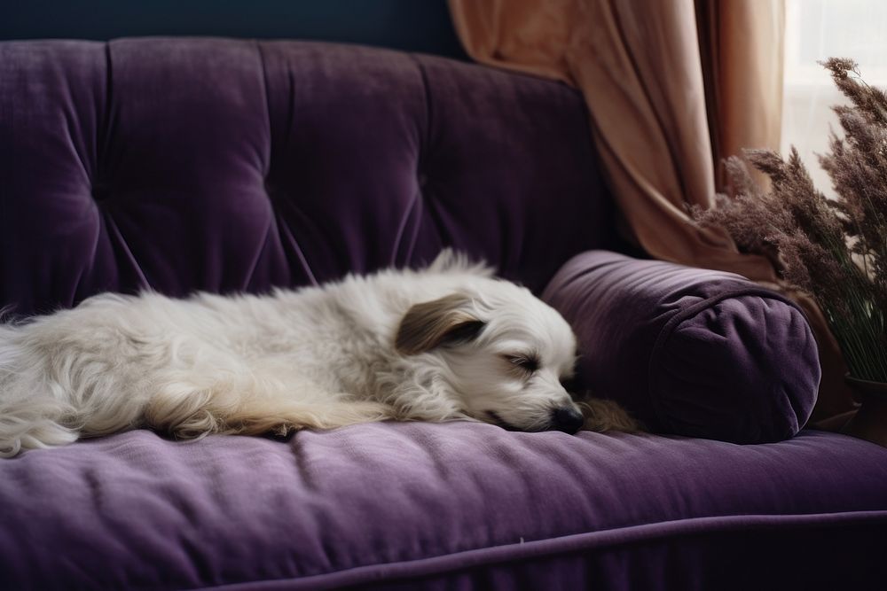 Dog sleeping on couch furniture mammal animal.