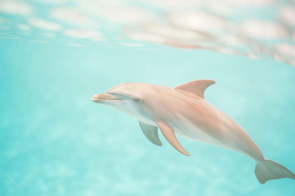 Dolphin animal mammal motion. AI generated Image by rawpixel.