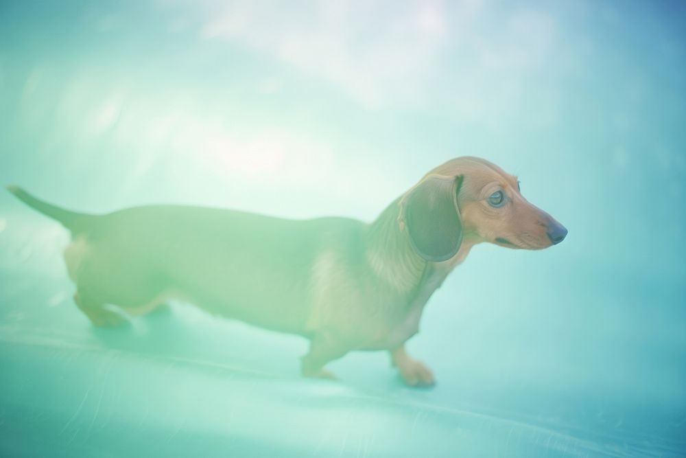 Dachshund animal mammal dog. AI generated Image by rawpixel.