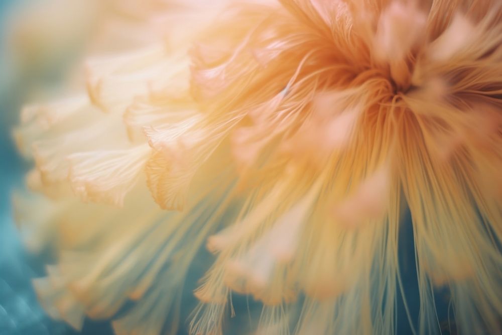 Dried flower petal plant inflorescence. AI generated Image by rawpixel.