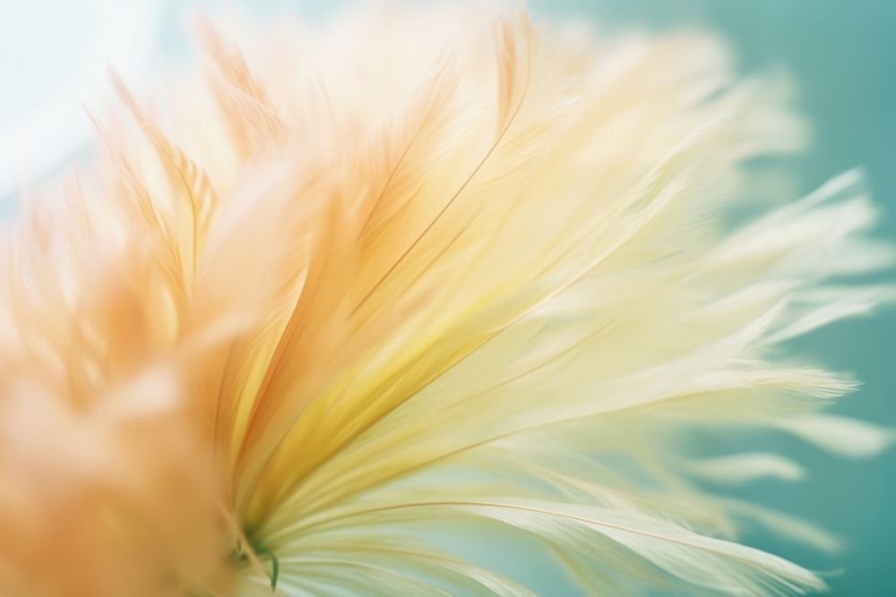 Dried flower petal plant aster. AI generated Image by rawpixel.