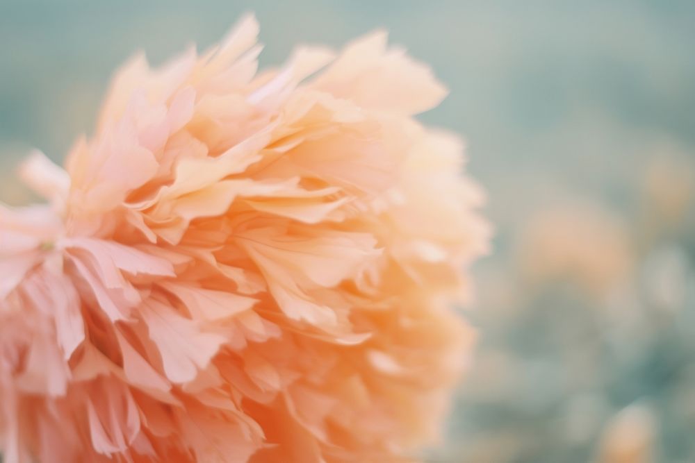 Dried flower petal plant peach. AI generated Image by rawpixel.