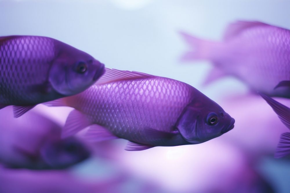 Fish purple animal pomacentridae.