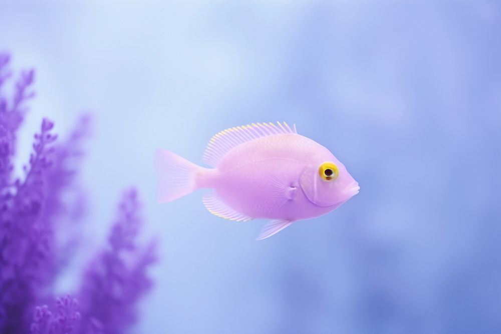 Fish purple aquarium animal.