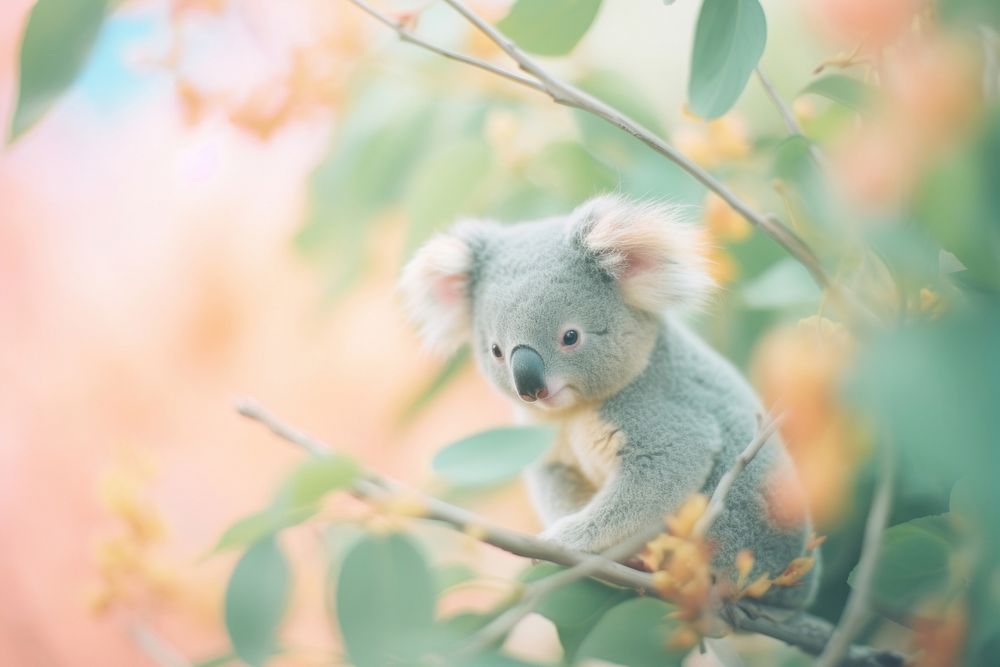 Koala wildlife mammal animal. AI generated Image by rawpixel.