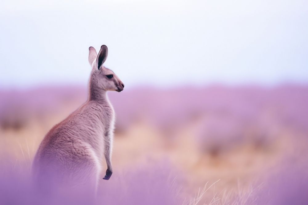 Kangaroo animal mammal purple.