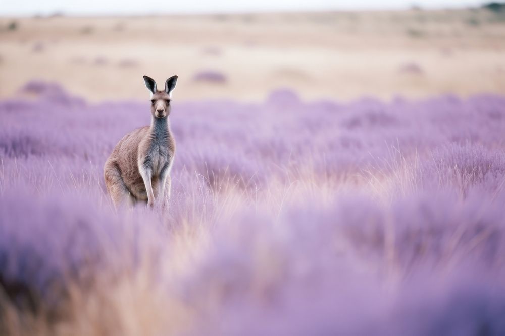 Kangaroo animal mammal purple.