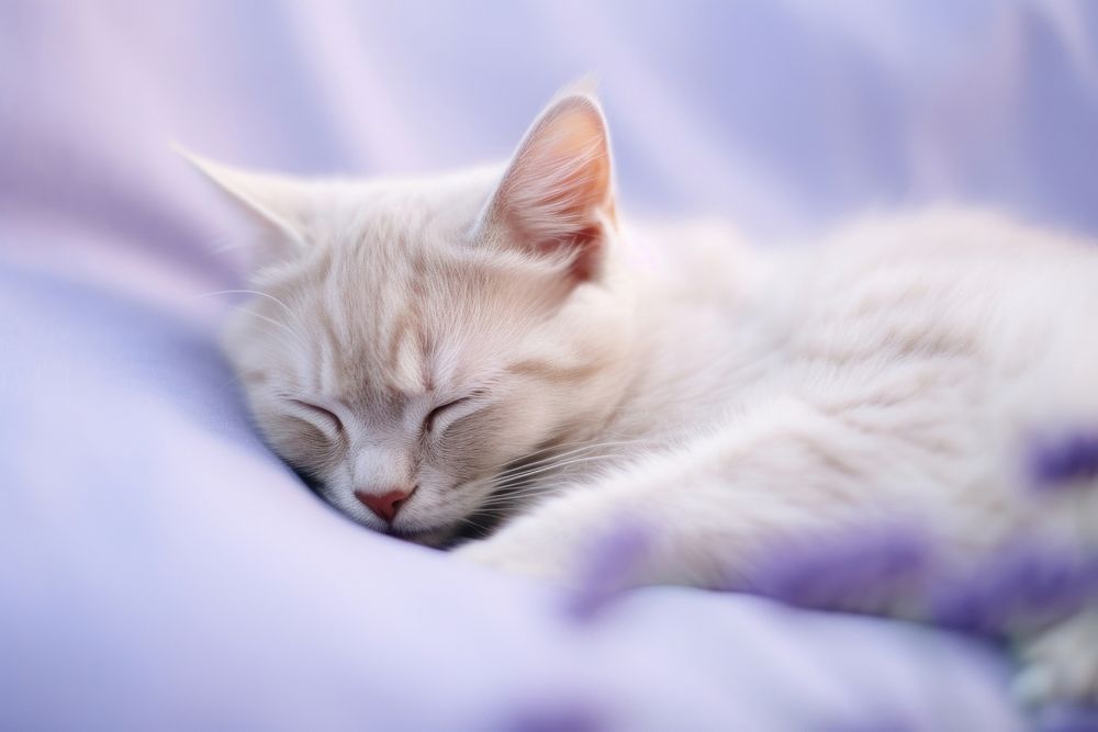 Kitten sleeping animal mammal purple.