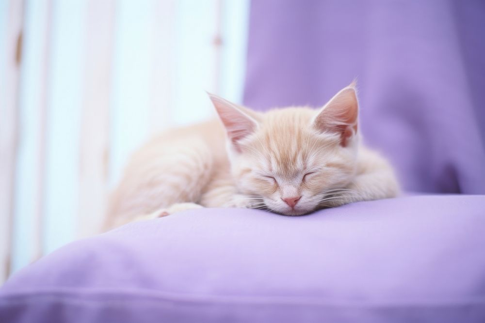 Kitten sleeping animal mammal purple.