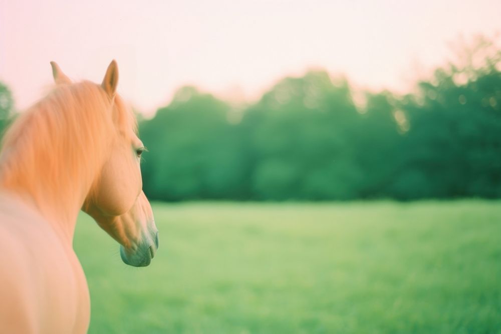 Horse outdoors mammal animal. AI generated Image by rawpixel.