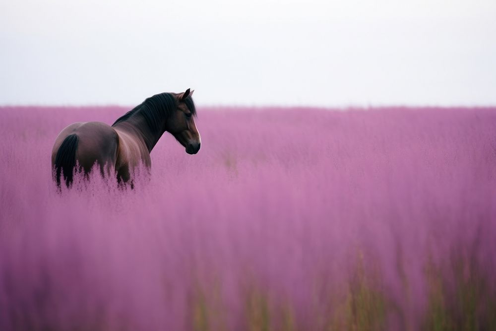 Horse grassland outdoors nature.
