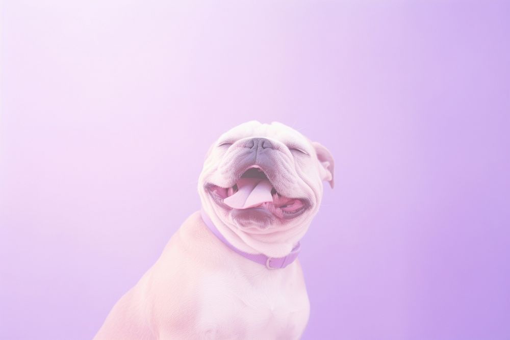Happy bulldog animal mammal purple.
