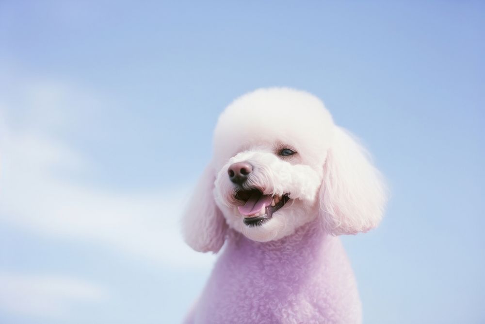 Happy poodle animal mammal purple.