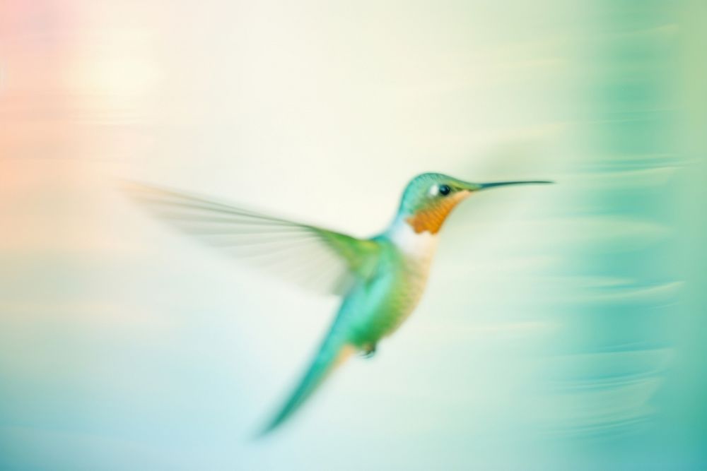Hummingbird animal motion beak. AI generated Image by rawpixel.