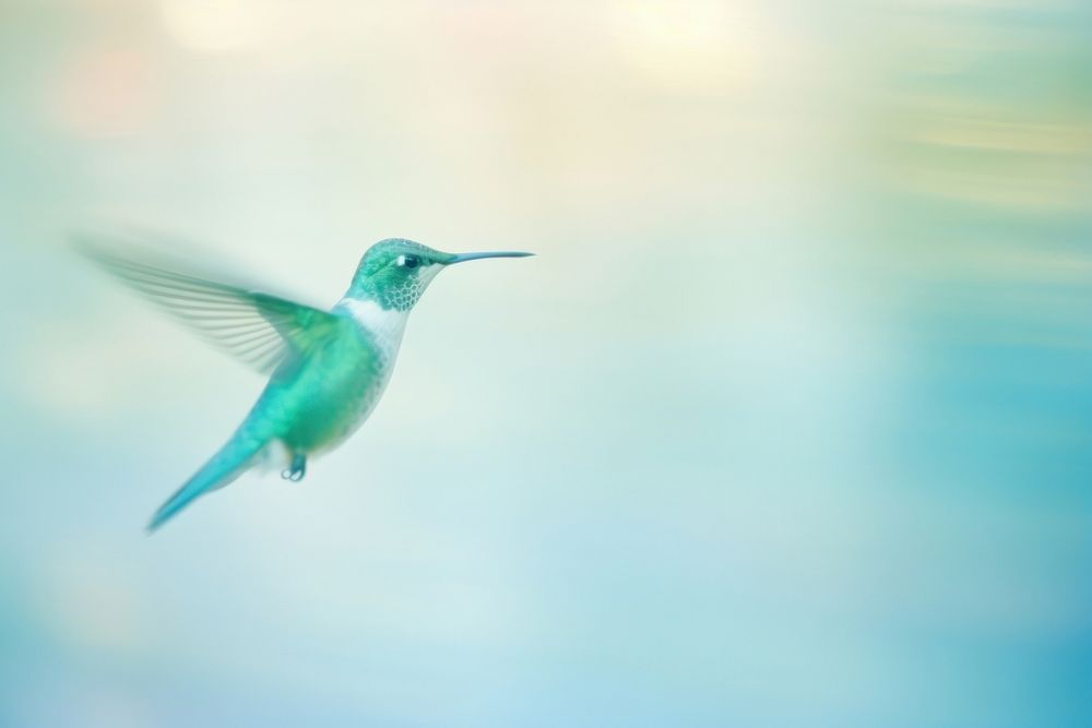 Hummingbird animal motion vibrant color. AI generated Image by rawpixel.