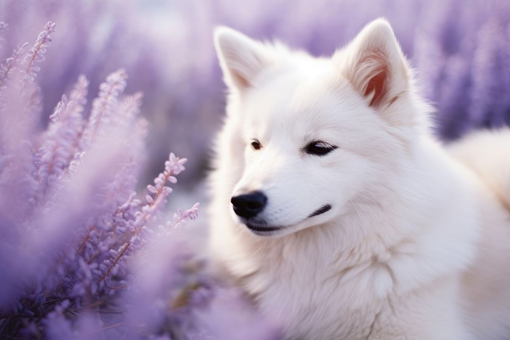 Husky mammal animal purple.