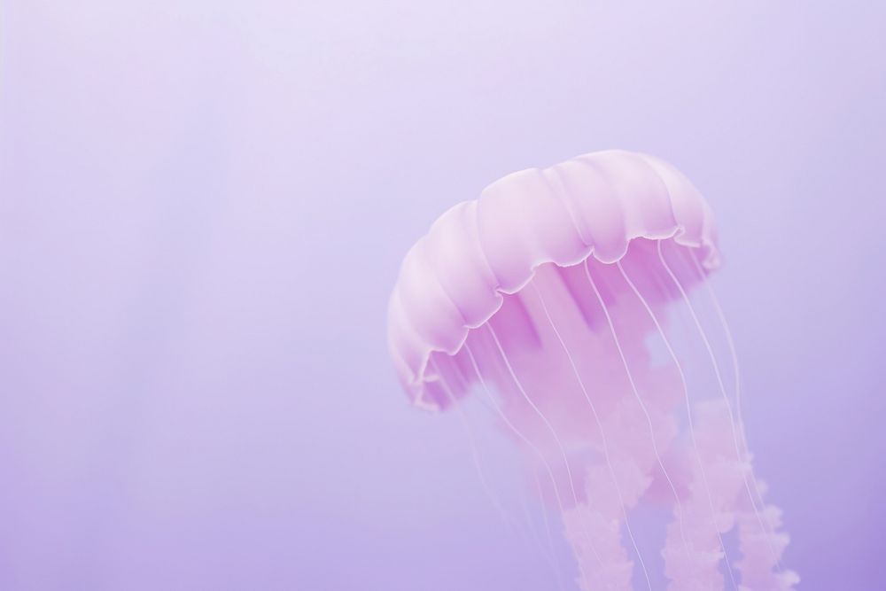 Jellyfish purple invertebrate transparent.