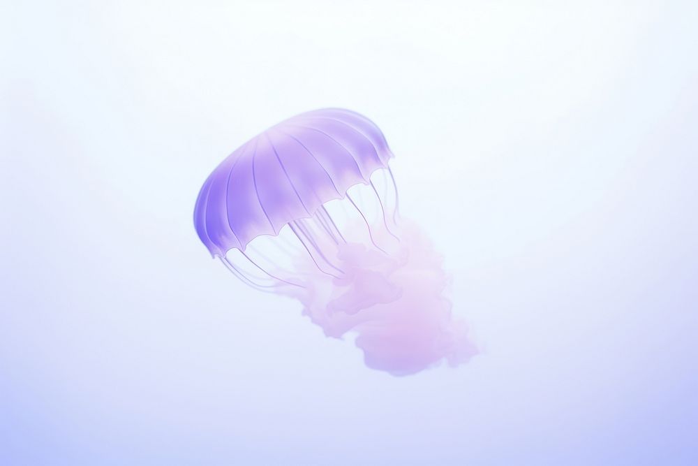 Jellyfish purple vibrant color invertebrate.