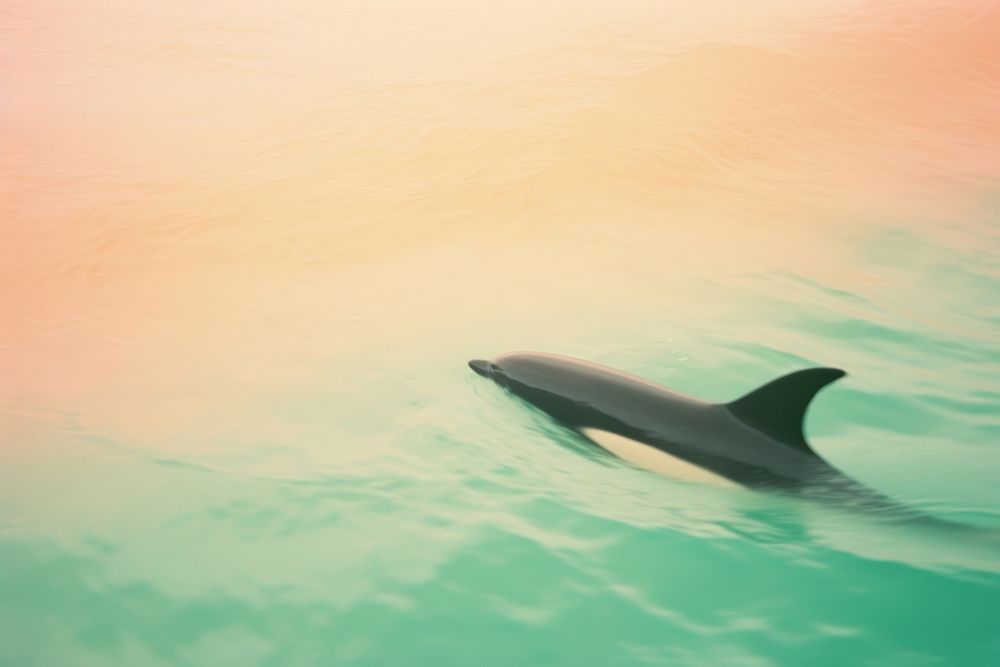 Orca outdoors dolphin animal. AI generated Image by rawpixel.