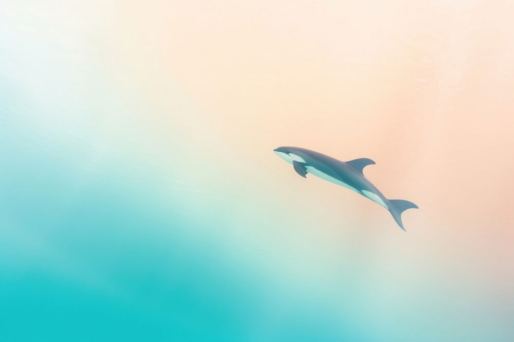 Orca dolphin animal motion. AI generated Image by rawpixel.