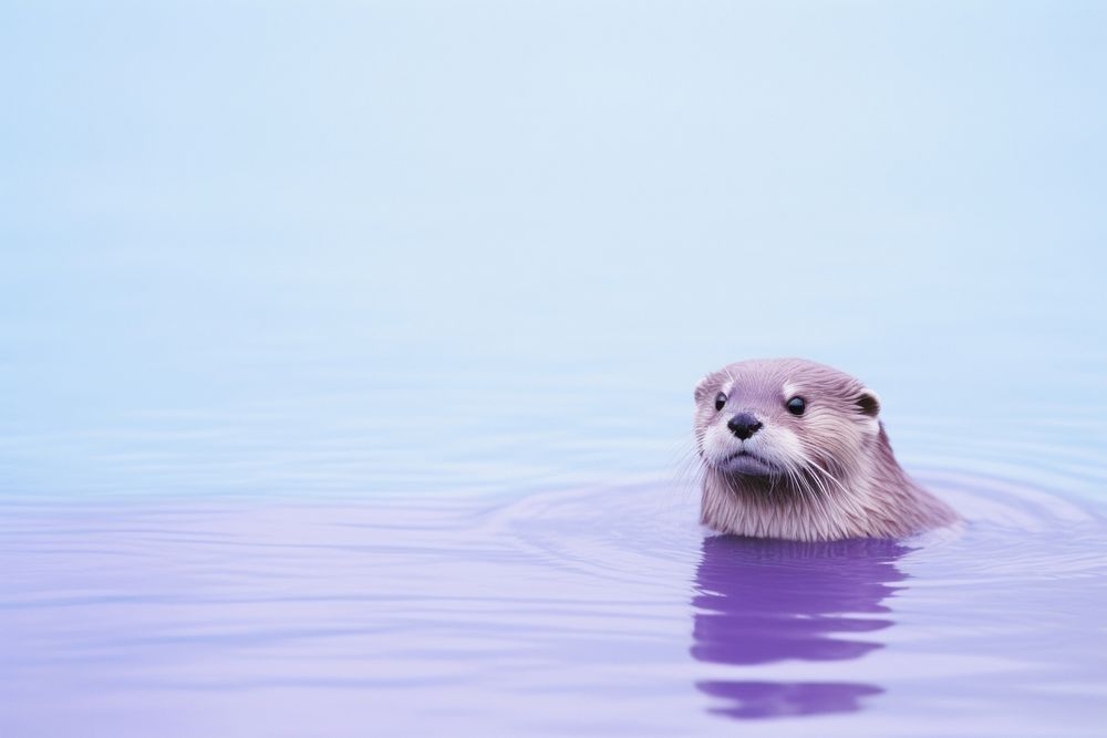 Otter clean themselves in water wildlife animal mammal.