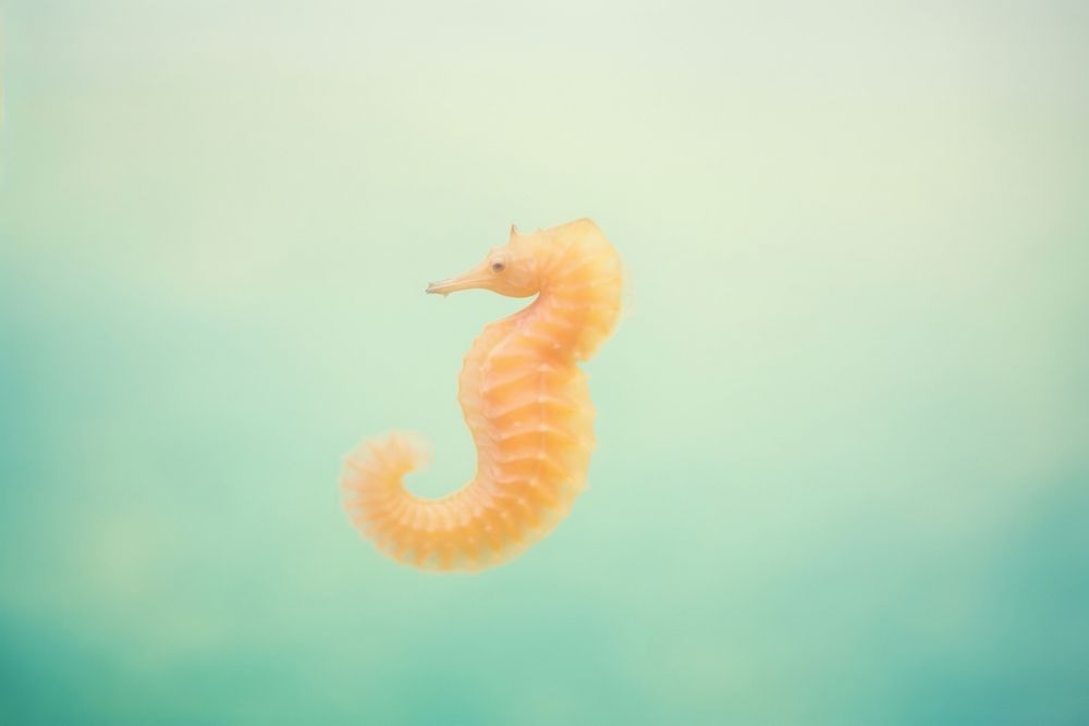 Sea horse seahorse animal invertebrate. AI generated Image by rawpixel.
