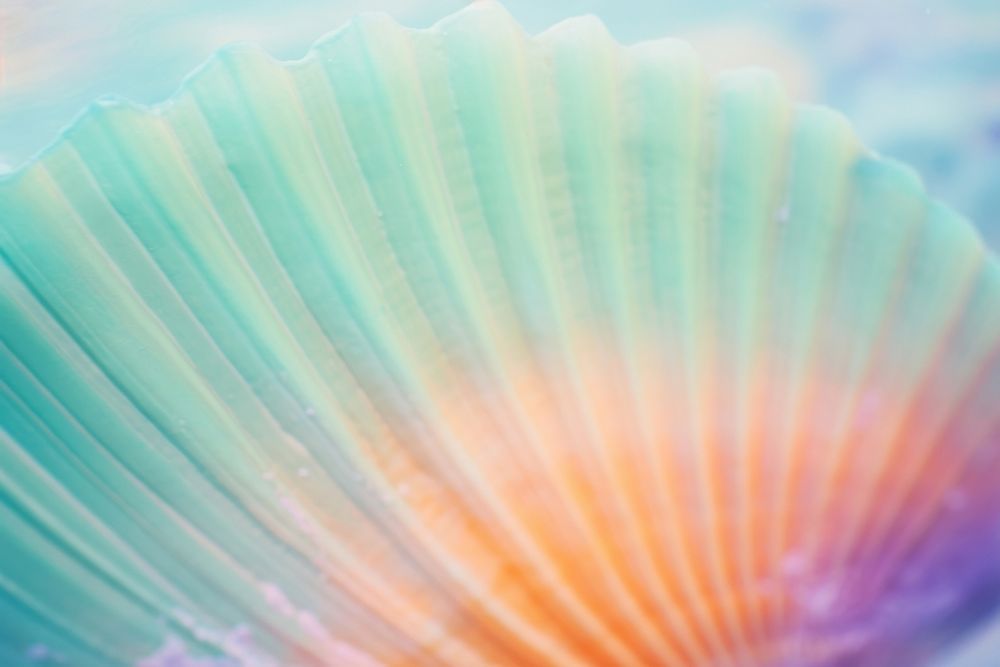 Sea shell vibrant color invertebrate backgrounds. AI generated Image by rawpixel.