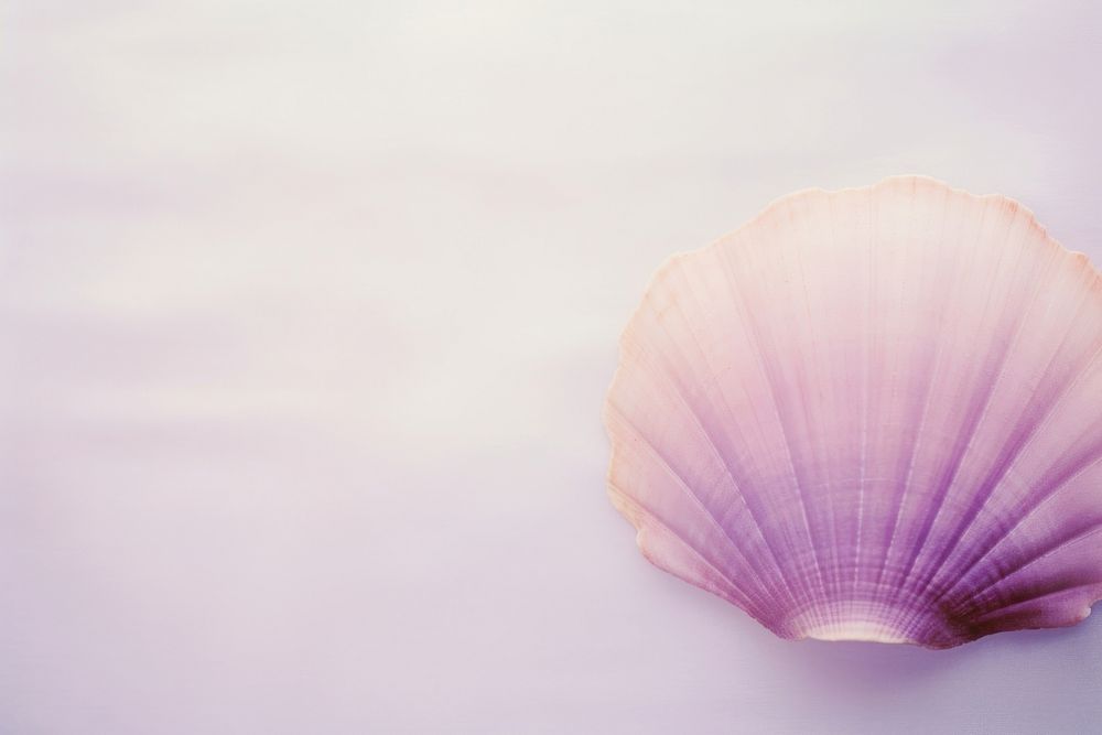Sea shell purple invertebrate backgrounds.