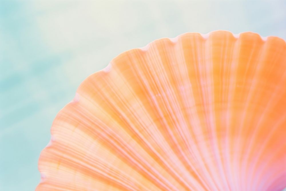 Sea shell vibrant color invertebrate backgrounds. AI generated Image by rawpixel.