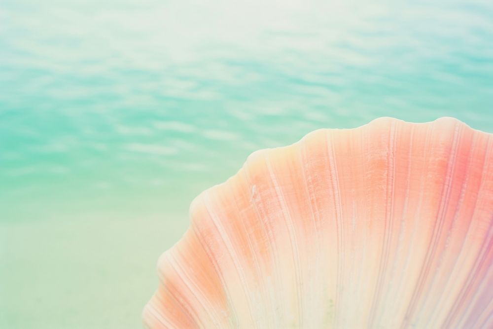 Sea shell outdoors nature invertebrate. AI generated Image by rawpixel.