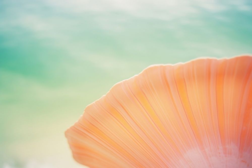 Sea shell outdoors nature petal. AI generated Image by rawpixel.