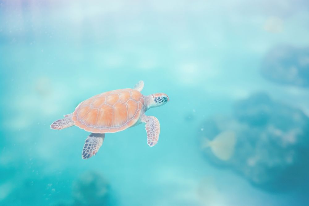 Sea turtle sea outdoors reptile. AI generated Image by rawpixel.