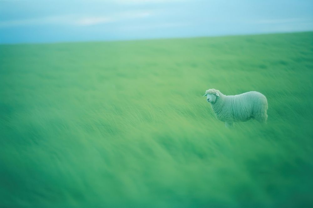 Sheep grassland landscape livestock. AI generated Image by rawpixel.