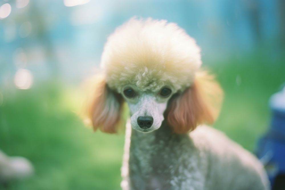 Poodle dog animal mammal pet. AI generated Image by rawpixel.