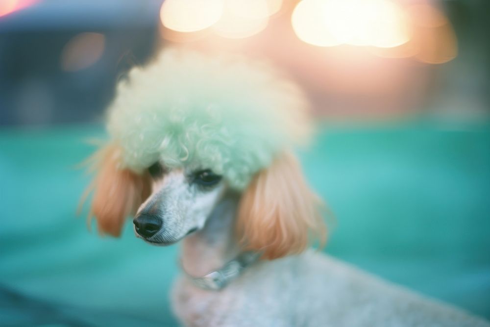 Poodle animal mammal dog. AI generated Image by rawpixel.
