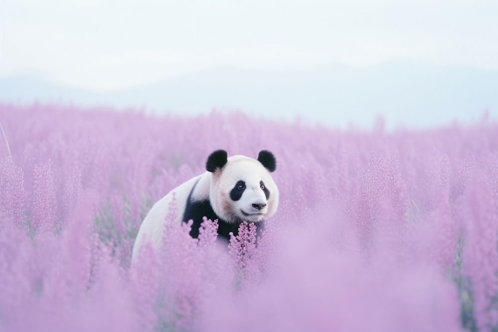 Panda wildlife animal mammal.