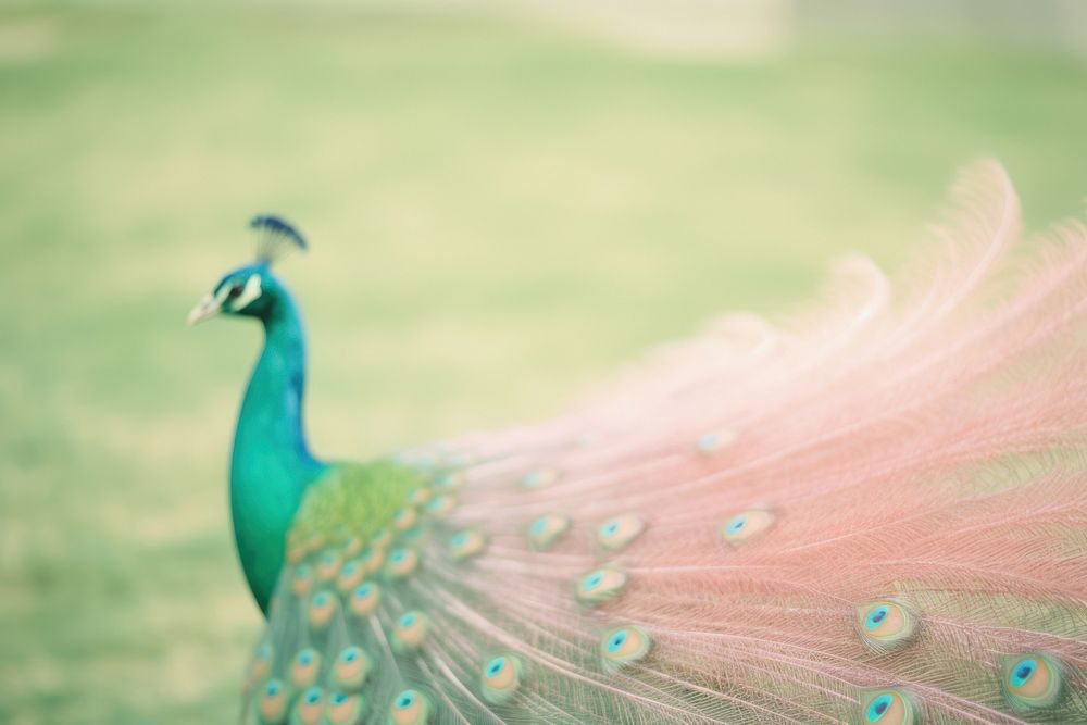 Peacock elegance animal bird. AI generated Image by rawpixel.