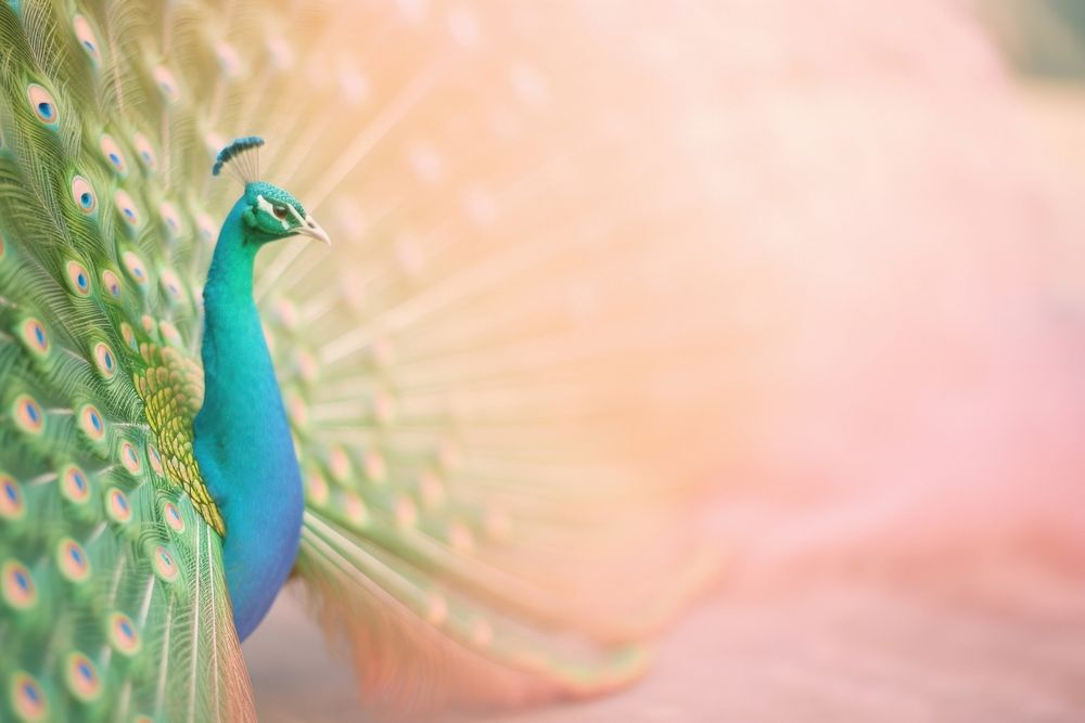 Peacock animal bird vibrant color. AI generated Image by rawpixel.