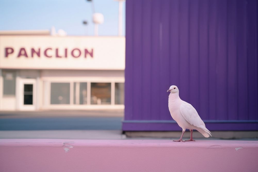 Pigeon animal purple bird.