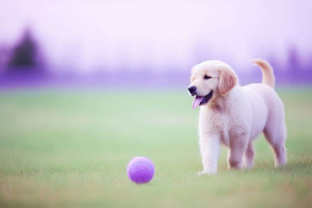 Puppy enjoy playing ball animal mammal purple.