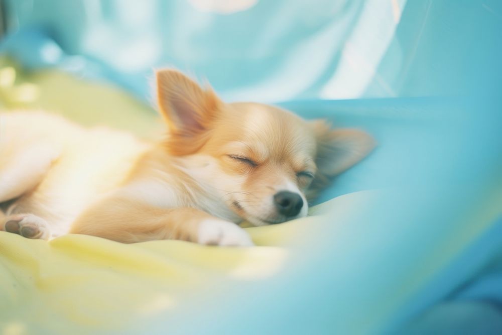 Puppy sleeping mammal animal. AI generated Image by rawpixel.