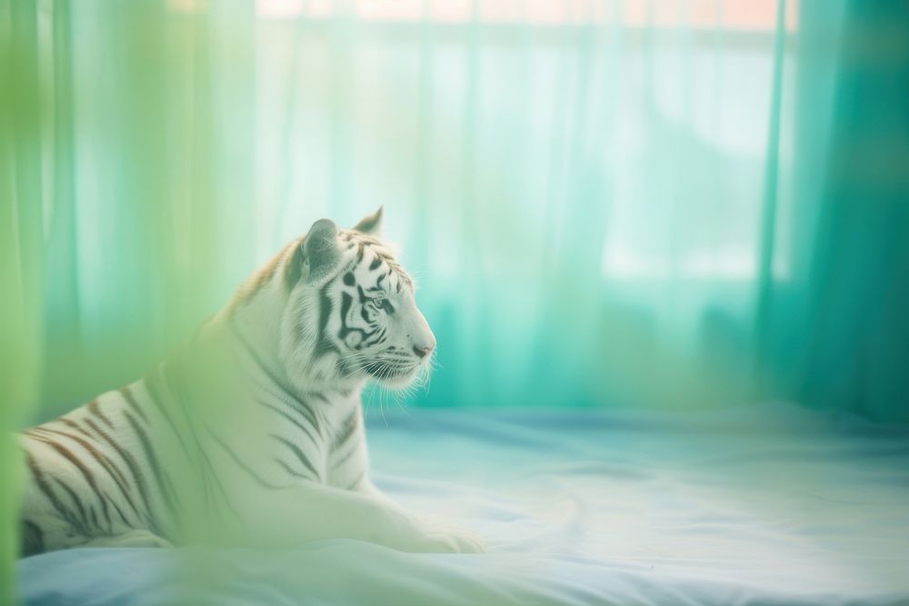 White tiger wildlife animal mammal. AI generated Image by rawpixel.