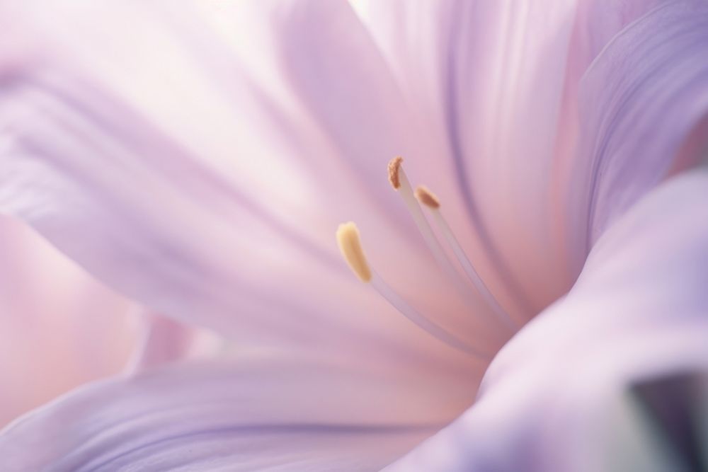 Lily flower blossom purple petal.