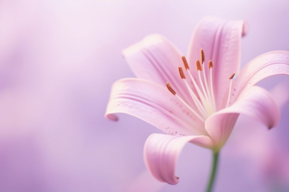 Lily blossom flower purple.