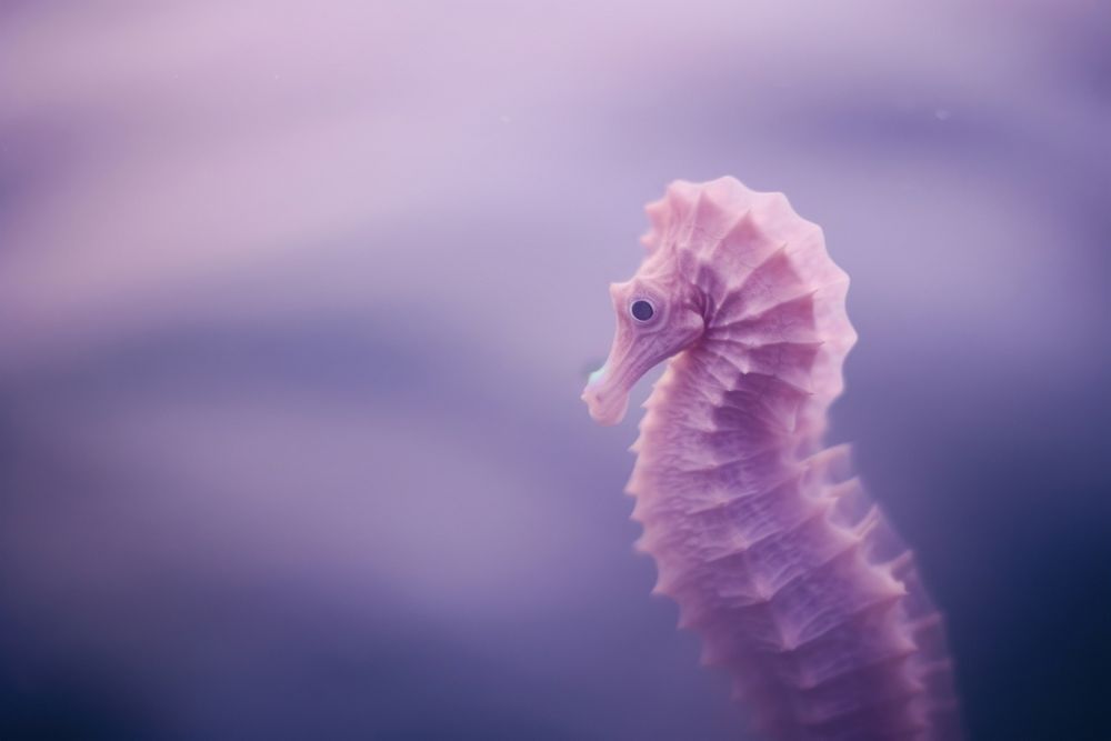 Sea horse purple underwater fragility.