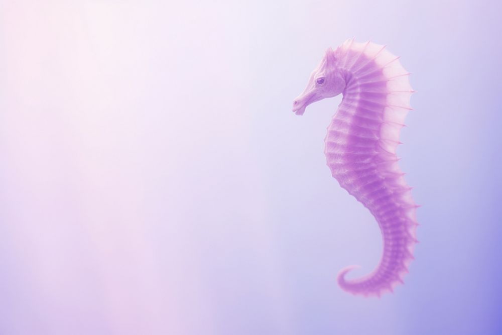 Sea horse seahorse animal purple.