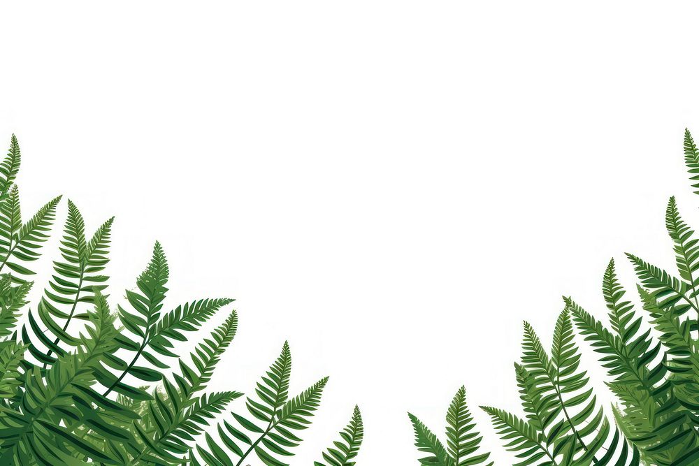 Fern backgrounds plant leaf.