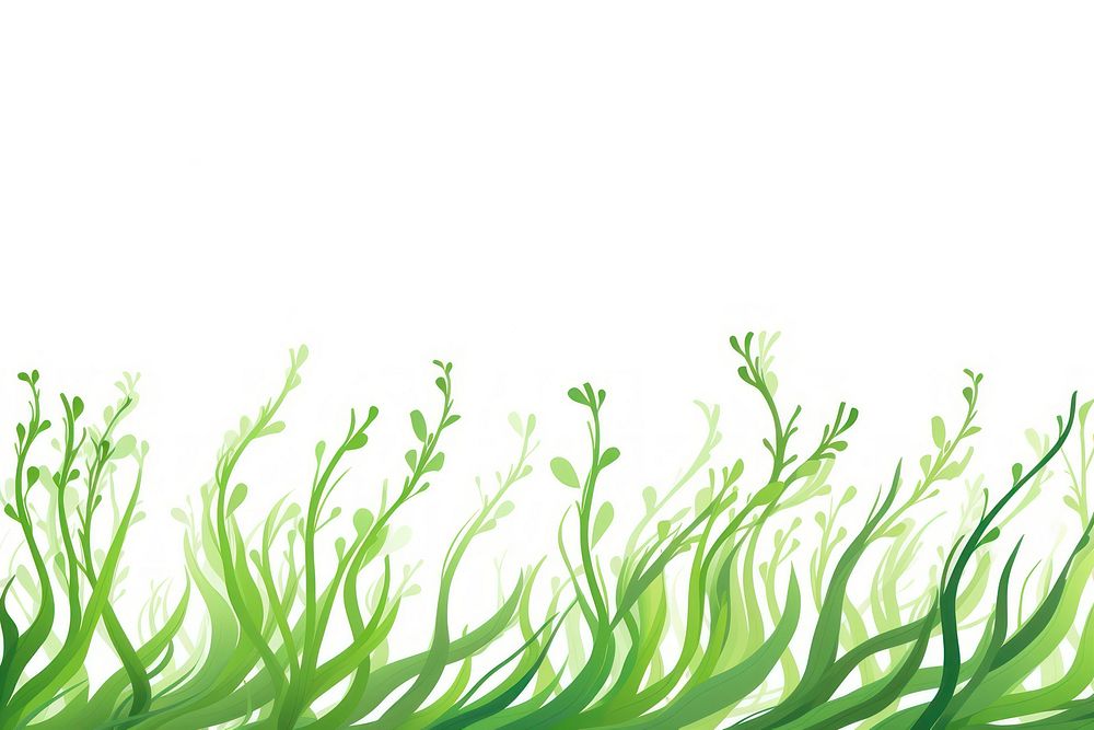 Seaweed backgrounds outdoors plant.