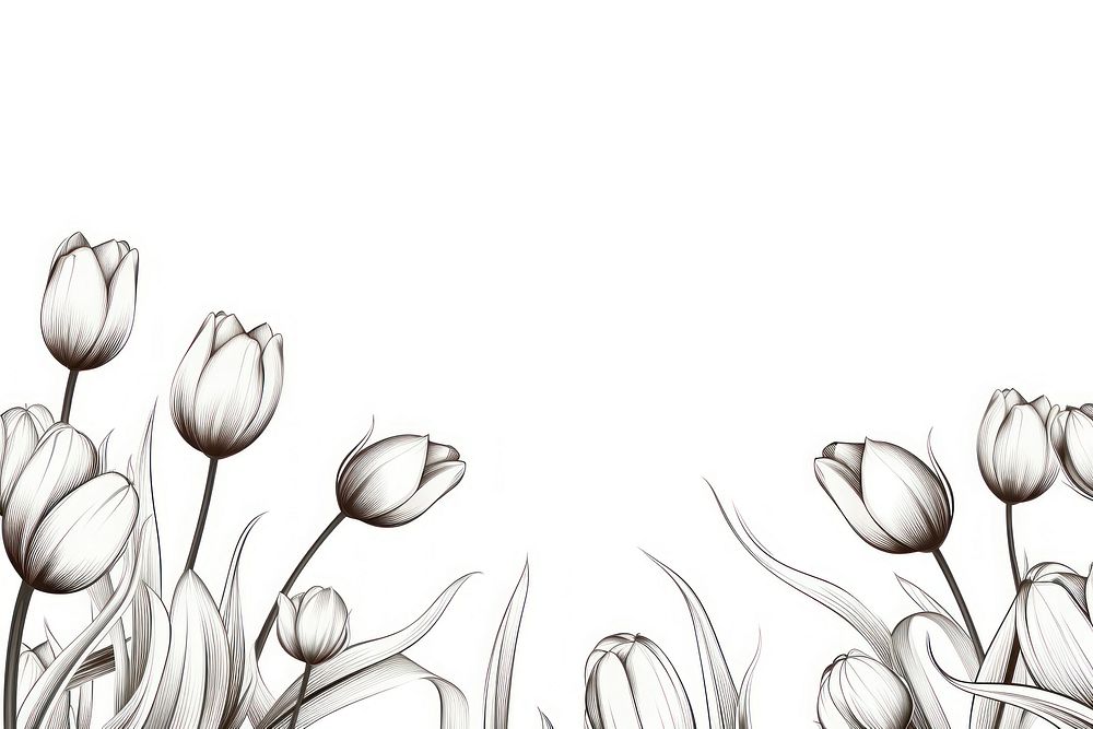 Tulip backgrounds flower sketch.